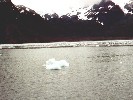 Ice floes melt within 24 hours in the fiord's waters.